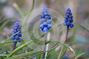 Muscari armeniacum, blue grape hyacinth flowers, blooming in springtime, close-up view, background blur