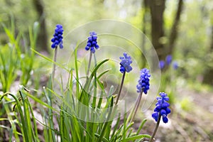 Muscari armeniacum, blue spring bubous flowers in bloom