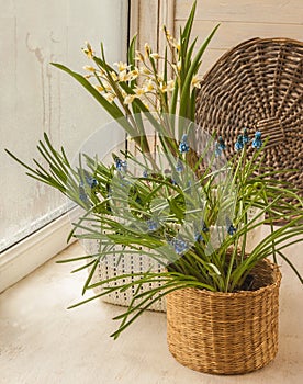 Muscari armeniacum and botanical tulip on window