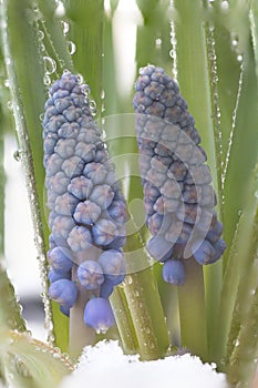 Muscari armeniacum botryoides or grape hyacinth