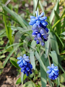 Muscari armeniacum botryoides or grape hyacinth