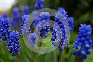 Muscari armeniacum botryoides or grape hyacinth