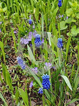 Muscari armeniacum botryoides or grape hyacinth