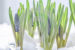 Muscari armeniacum botryoides or grape hyacinth in the snow