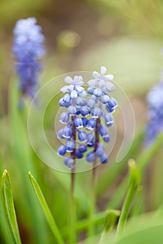 Muscari Armeniacum Flower