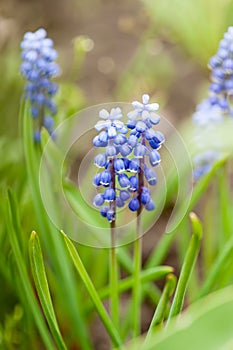 Muscari Armeniacum Flower