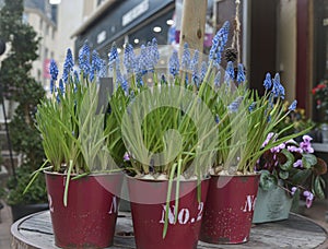 Muscari armeniacum flowers.