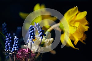 Muscari armeniacum flowers and yellow daffodils with strong contrast on dark background.