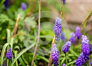 Muscari armeniacum or grape hyacinth