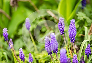 Muscari armeniacum or grape hyacinth