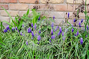Muscari armeniacum or grape hyacinth