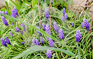 Muscari armeniacum or grape hyacinth