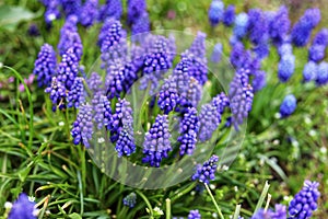 Muscari armeniacum. Grape hyacinth blooming in spring garden.