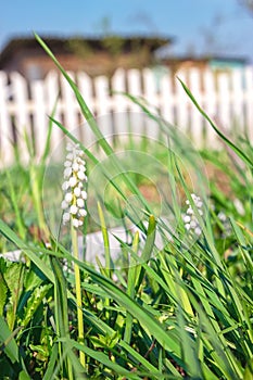 Muscari armeniacum grape hyacinth blooms in early spring. Macro white flower Muscari meadow. Muscari white grape hyacinth flowers