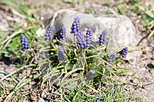 Muscari armeniacum botryoides or grape hyacinth