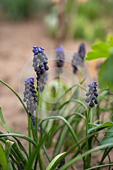 Muscari armeniacum, grape hyacinth in the garden