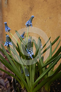 Muscari armeniacum light blue flowers