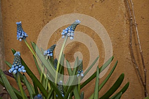 Muscari armeniacum light blue flowers