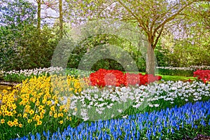 Muscari Armeniacum, Narcissus and Tulips Flowerbed