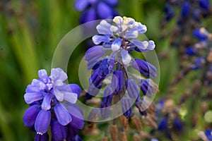 Muscari armeniacum ornamental spring flowers in bloom, armenian grape hyacinth, blooming blue garden plants and green leaves