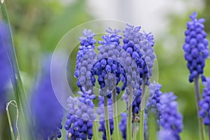 Muscari armeniacum ornamental springtime flowers in bloom, Armenian grape hyacinth flowering blue plants in the garden