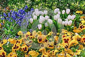 Muscari Armeniacum, Pansies and Tulips Flowerbed