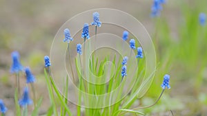 Muscari armeniacum plant with blue flowers. Strong blue grape hyacinth blooms in morning light. Pan.