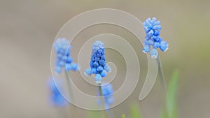 Muscari armeniacum plant with blue flowers. Strong blue grape hyacinth blooms in morning light. Rack focus.