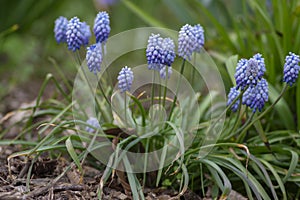 Muscari armeniacum Valerie Finnis ornamental springtime flowers in bloom, Armenian grape hyacinth light blue flowering plants