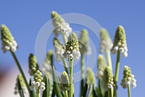 Muscari aucheri grape hyacinth white flowering flowers, group of bulbous plants in bloom against blue sky