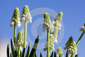 Muscari aucheri grape hyacinth white flowering flowers, group of bulbous plants in bloom against blue sky