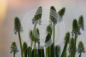 Muscari aucheri grape hyacinth white flowering flowers, group of bulbous plants in bloom, green leaves