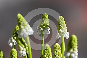 Muscari aucheri grape hyacinth white flowering flowers, group of bulbous plants in bloom, green leaves