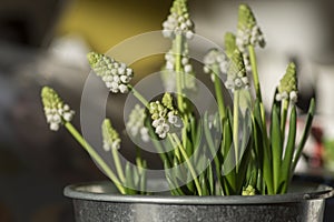 Muscari aucheri grape hyacinth white flowering flowers, group of bulbous plants in bloom, green leaves