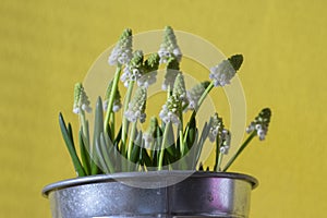 Muscari aucheri grape hyacinth white flowering flowers, group of bulbous plants in bloom, green leaves, yellow background