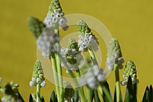 Muscari aucheri grape hyacinth white flowering flowers, group of bulbous plants in bloom, green leaves, yellow background