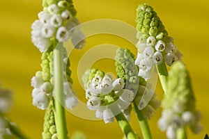 Muscari aucheri grape hyacinth white flowering flowers, group of bulbous plants in bloom, green leaves, yellow background