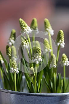 Muscari aucheri grape hyacinth white flowering flowers, group of bulbous plants in bloom, green leaves