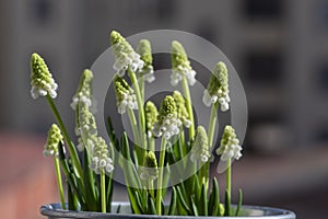 Muscari aucheri grape hyacinth white flowering flowers, group of bulbous plants in bloom, green leaves