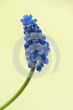 Muscari blue flower. Macro.