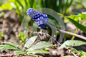 Muscari blue flowers, rich color, close up, with bee.Very beautiful flowers of deep blue color