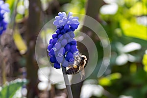 Muscari blue flowers, rich color, close up, with bee.Very beautiful flowers of deep blue color