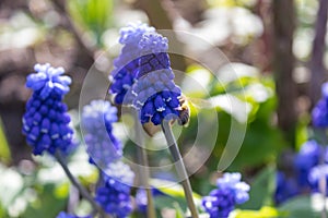 Muscari blue flowers, rich color, close up, with bee.Very beautiful flowers of deep blue color