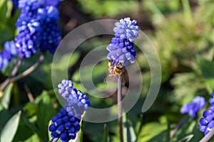 Muscari blue flowers, rich color, close up, with bee.Very beautiful flowers of deep blue color