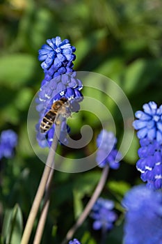 Muscari blue flowers, rich color, close up, with bee.Very beautiful flowers of deep blue color