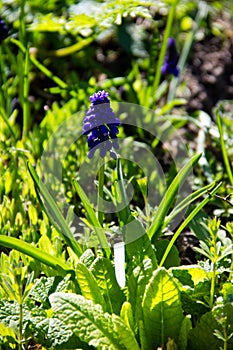 Muscari blue grape hyacinth flower in garden