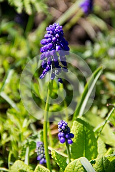 Muscari blue grape hyacinth flower in garden