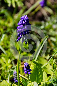 Muscari blue grape hyacinth flower in garden