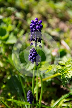 Muscari blue grape hyacinth flower in garden