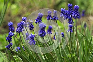 Muscari - blue Grape hyacinth. Spring flowers with bee. Muscari armeniacum plant with blue flowers